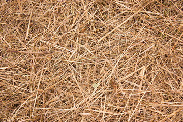 background of dry hay