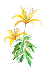 Lily two watercolor