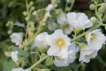 Obraz premium white alcea, hollyhock flowers closeup