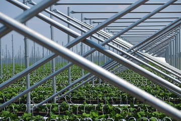 Open greenhouse construction with countless metal poles for growing gooseberry plants - Netherlands, Venlo, Limburg