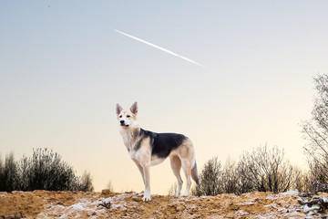 Portrait of cute mixed breed husky dog walks on autumn meadow © Alexandr