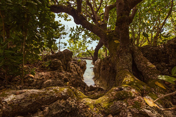 old tree with leafs and roots at a lagune and rocky coastline a tropical landscape scene
