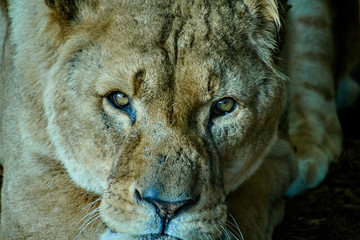 Lioness in close up shot 