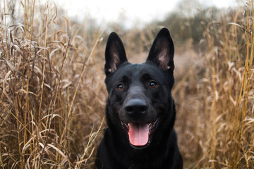 Portrait of cute mixed breed black dog walking on autumn meadow.