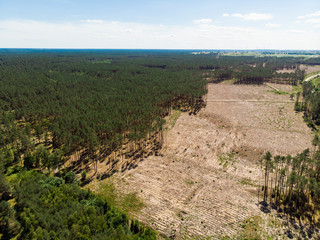 drzewa las bory bory tucholskie las las sosnowy sosny lato © Dariusz