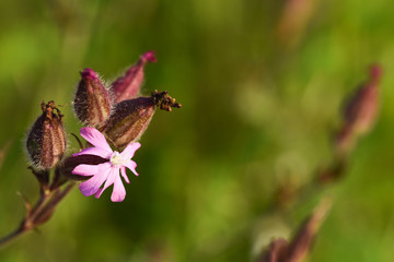 fleurs champs bleu environnement planete