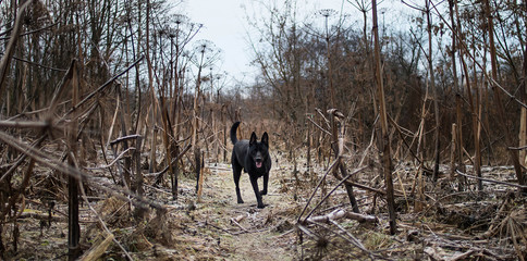 Portrait of cute mixed breed black dog walking on autumn meadow.