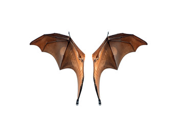 Bat wing isolated on white background (Lyle's flying fox)