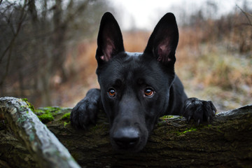 Portrait of cute mixed breed black dog walking on autumn meadow.