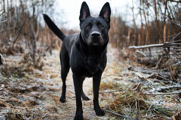 Portrait of cute mixed breed black dog walking on autumn meadow.