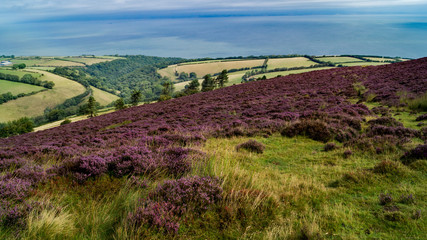 The beauty of the natural landscape and heather on Exmoor, Devon, in trhe UK 