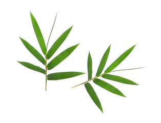 Bamboo leaf green isolated on white background