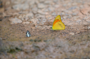 Fototapeta na wymiar Butterflies absorbing minerals from the soil.