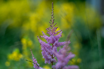 Purple flower on yellow-green blurred background. Selective focus. Close up. Natural background