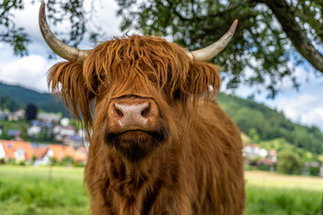 highland cow in kinzig valley in black forest, germany