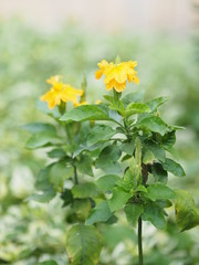 Fototapeta premium yellow flower in beautiful blurred nature