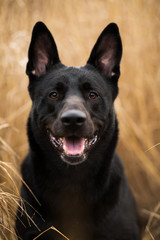 Portrait of cute mixed breed black dog walking on autumn meadow.