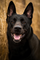 Portrait of cute mixed breed black dog walking on autumn meadow.