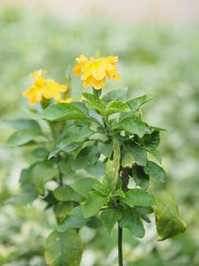 yellow flower in beautiful blurred nature