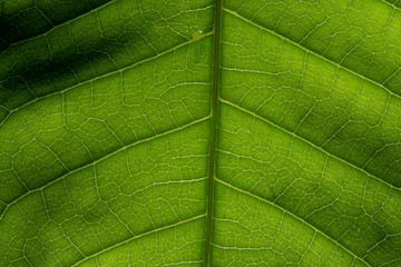 Fototapeta na wymiar Macro background green leaf pattern