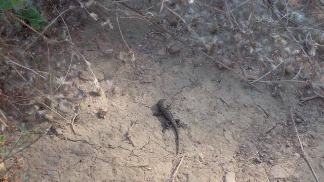A common San Joaquin Fence Lizard is seen in a defensive position and doing push ups in the Berkeley Hills.