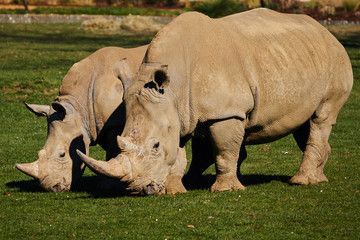 Obraz premium Rhinoceros in pair 