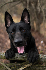 Fototapeta na wymiar Portrait of cute mixed breed black dog walking on autumn meadow.