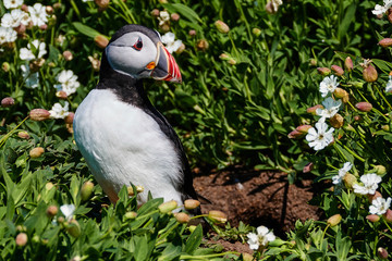 Puffin emerging from burrow on Farne Island