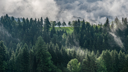 mystic trees in black forest, germany
