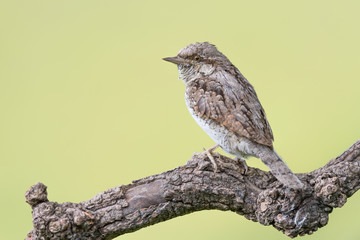 Eurasian wryneck at sunrise (Jynx torquilla)