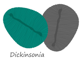 Dickinsonia ediacaran-era fossils