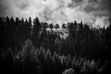 mystic trees in black forest, germany