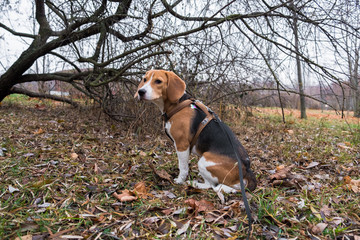 A smart beagle puppy on a walk in the city Park. Tricolor Beagle puppy is watching a peaceful...