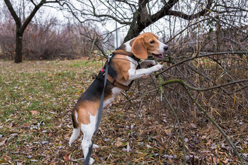 A smart beagle puppy on a walk in the city Park. Tricolor Beagle puppy is watching a peaceful...