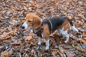 A smart beagle puppy on a walk in the city Park. Tricolor Beagle puppy is watching a peaceful autumn landscape.