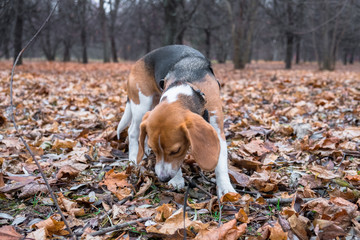A smart beagle puppy on a walk in the city Park. Tricolor Beagle puppy is watching a peaceful...