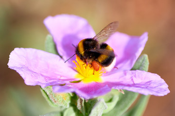 Bumplebee Apidae