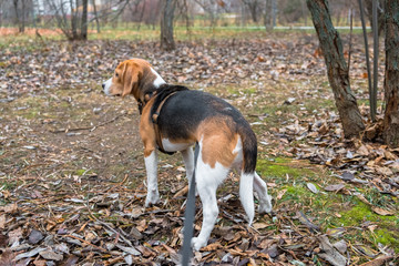 Naklejka na ściany i meble A smart beagle puppy on a walk in the city Park. Tricolor Beagle puppy is watching a peaceful autumn landscape.