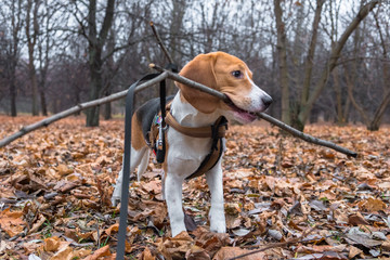 A smart beagle puppy on a walk in the city Park. Tricolor Beagle puppy is watching a peaceful...