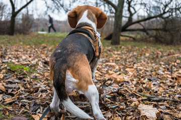 A smart beagle puppy on a walk in the city Park. Tricolor Beagle puppy is watching a peaceful autumn landscape.