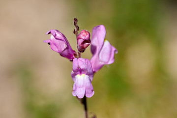 Fototapeta premium Polygalaceae