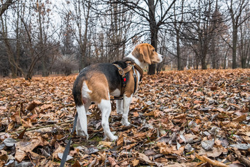 A smart beagle puppy on a walk in the city Park. Tricolor Beagle puppy is watching a peaceful...