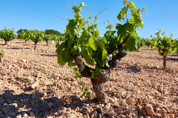 Vineyards Riperind under the summer sun