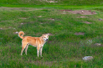 Fototapeta premium Angry shepherd dogs on meadow