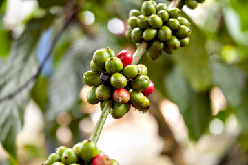 Coffee fruit on tree in Vietnam