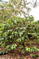 Coffee tree with fruit in Vietnam