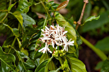 Coffee flower with fruit on tree in Vietnam