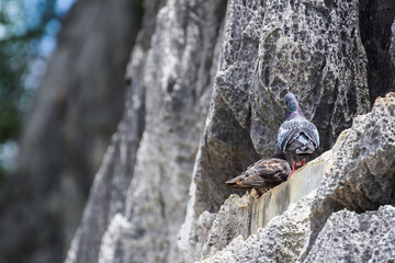 Two gray pigeons on limestone mountains,Love pigeon,Natural wildlife,Breeding season