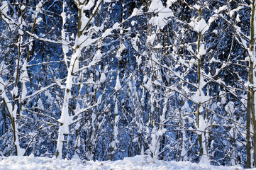 Winter and snow on the trees. Blue sky, white clean snow. Winter background. Alps.