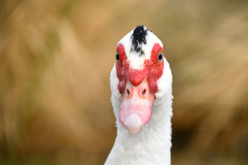 Bird looks straight on, a white duck with country background.